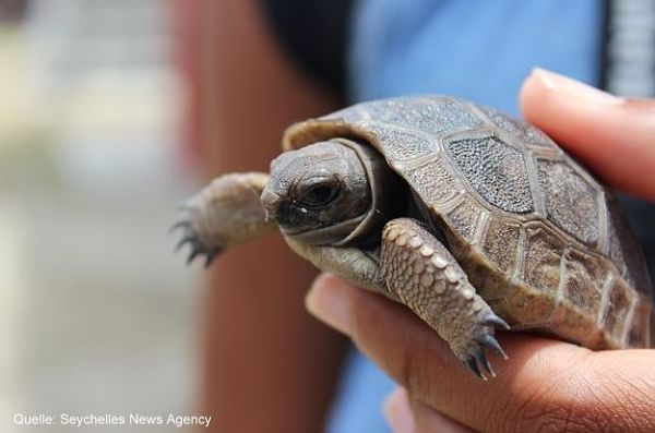 Baby Riesenschildkröte Seychellen
