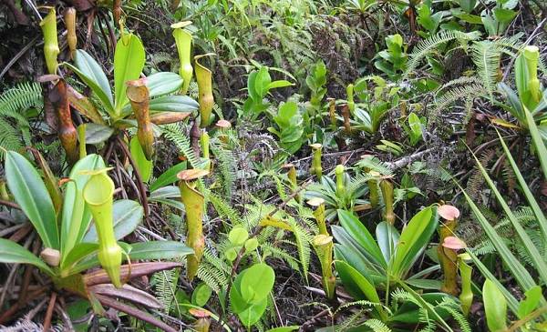 Seychellen Silhouette Kannenpflanze